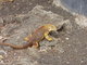 galapagos land iguana