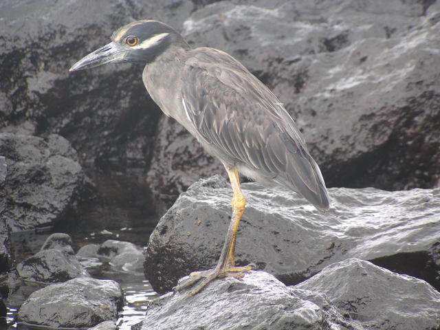 Galapagos lava heron - free image