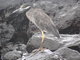 Galapagos lava heron