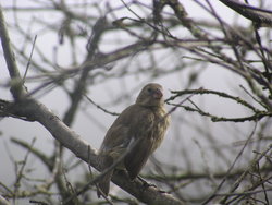 Galapagos Martin