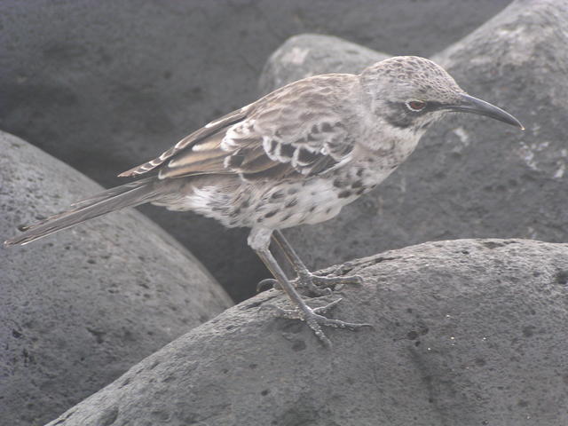 Galapagos Mockingbird - free image