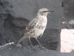 Galapagos Mockingbird