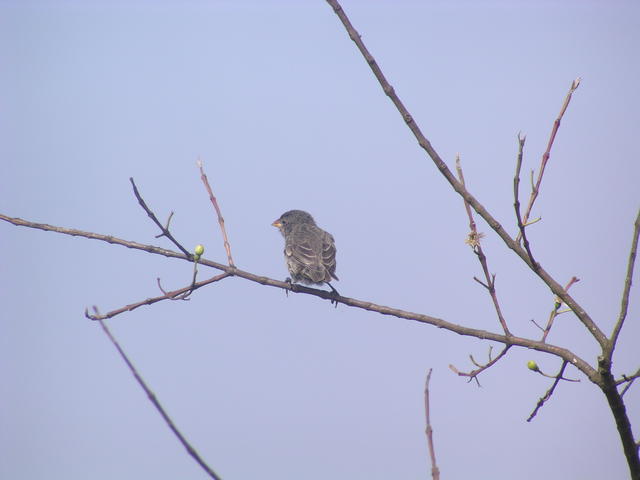 Galapagos Mockingbird - free image