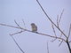 Galapagos Mockingbird