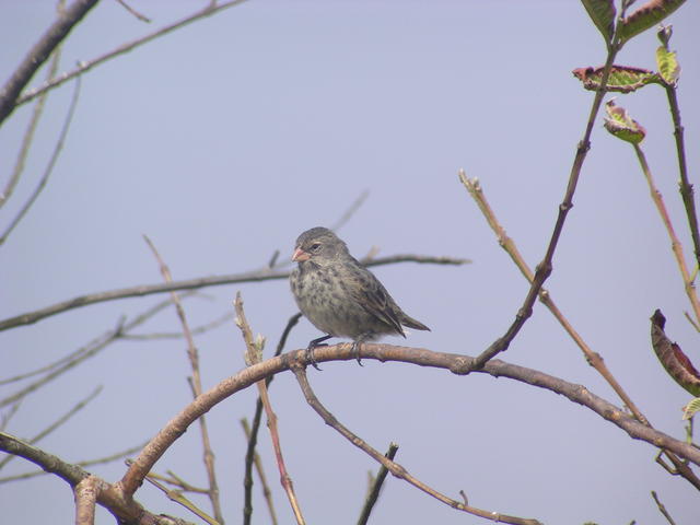 Galapagos Mockingbird - free image