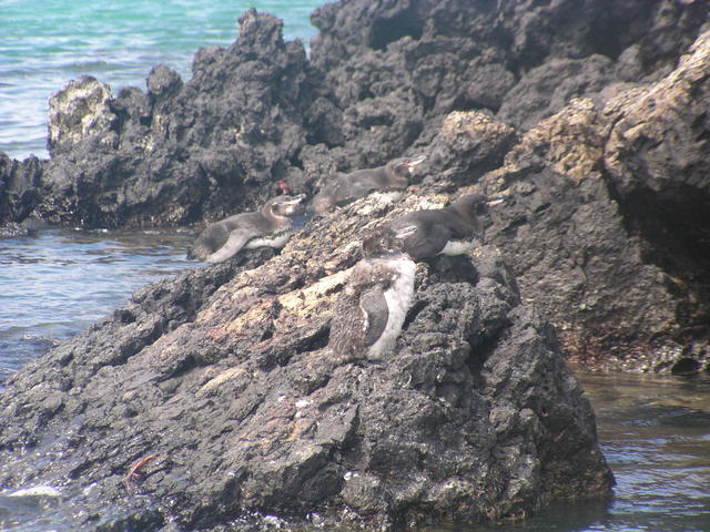 Galapagos penguins - free image