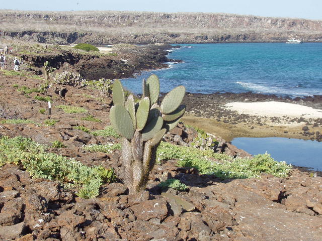 Galapagos prickly cactus - free image