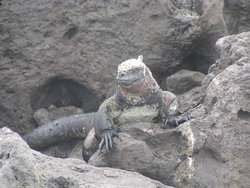 galapagos reptiles