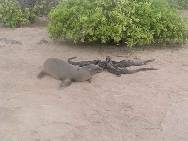 Galapagos Sea Lion - free image