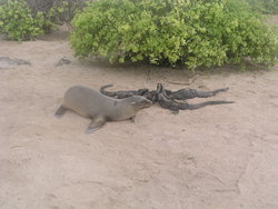 Galapagos Sea Lion