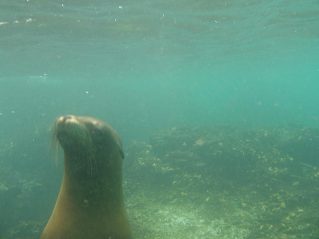 Galapagos sea lion - free image