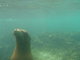 Galapagos sea lion