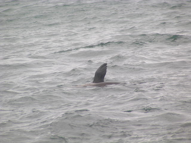 Galapagos sea lion - free image