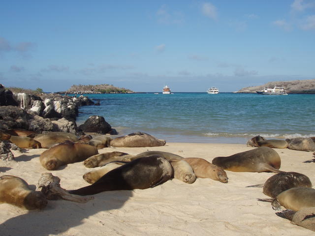 Galopagos Sea Lion - free image