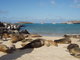 Galopagos Sea Lion