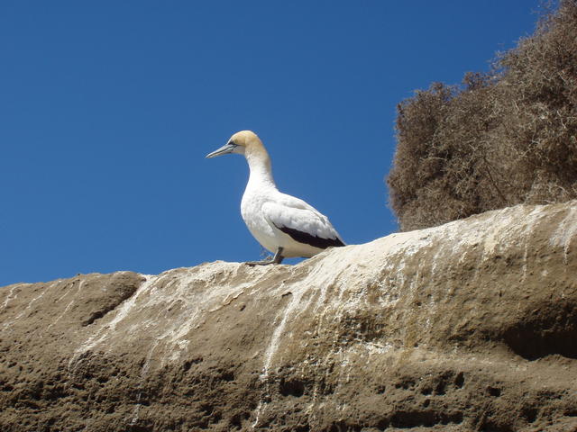 gannet - free image