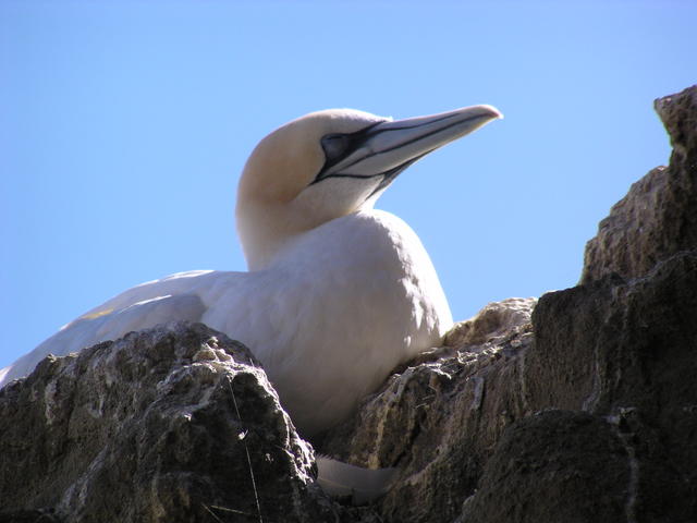 Gannet - free image