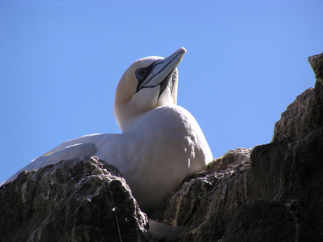 gannet - free image