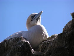 gannet