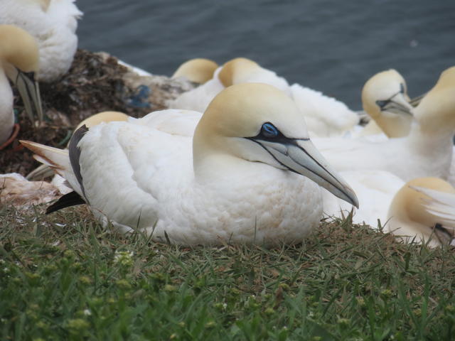 Gannet - free image