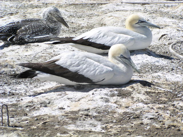 Gannets - free image