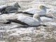 Gannets