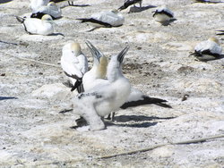 gannets