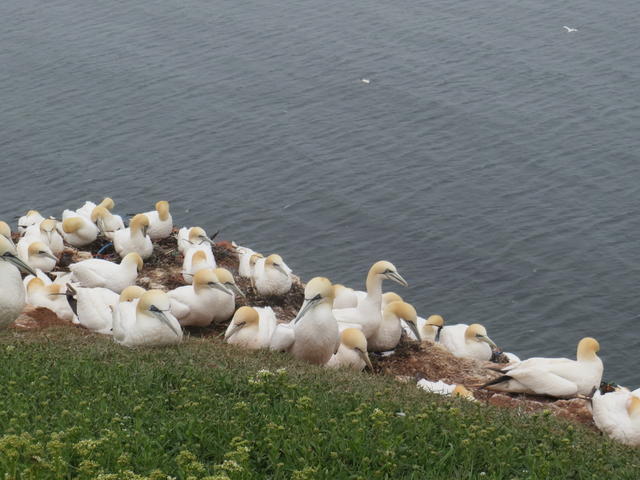 gannets - free image