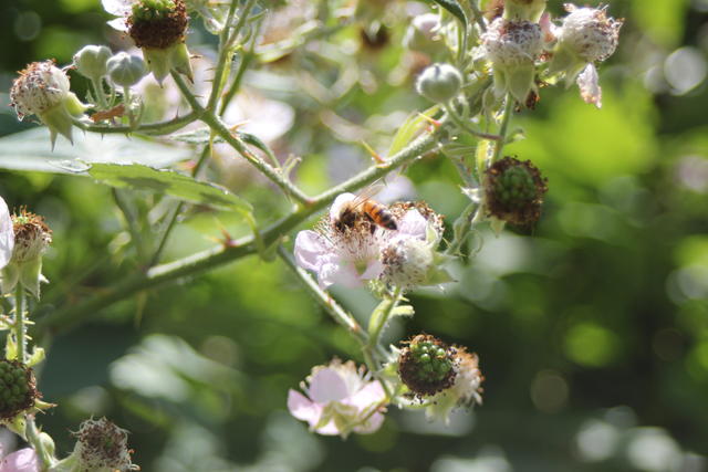 Garden bee - free image