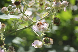 Garden bee