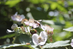 Garden bee