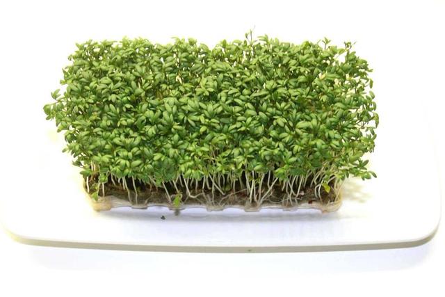 Garden cress - free image