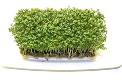 Garden cress