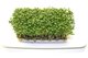 Garden cress