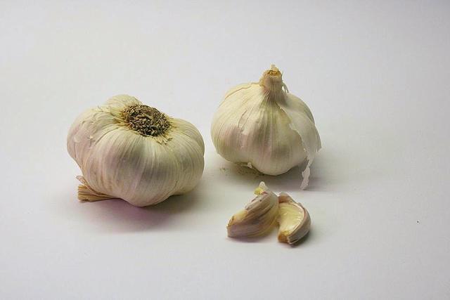 garlic - free image