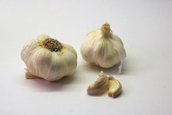 garlic