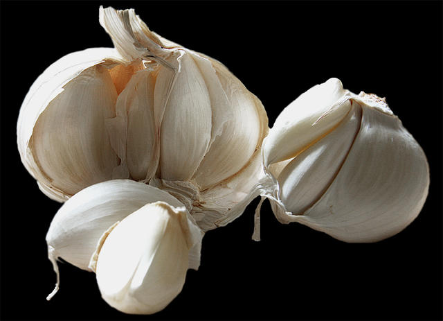 garlic - free image