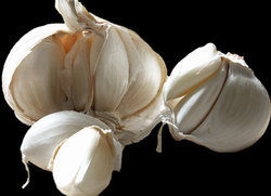 garlic