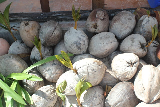 germinating coconuts - free image