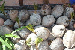 germinating coconuts