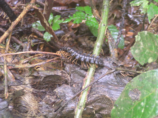 giant centipede - free image