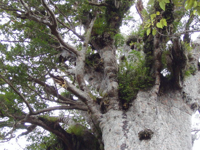 giant forest tree - free image