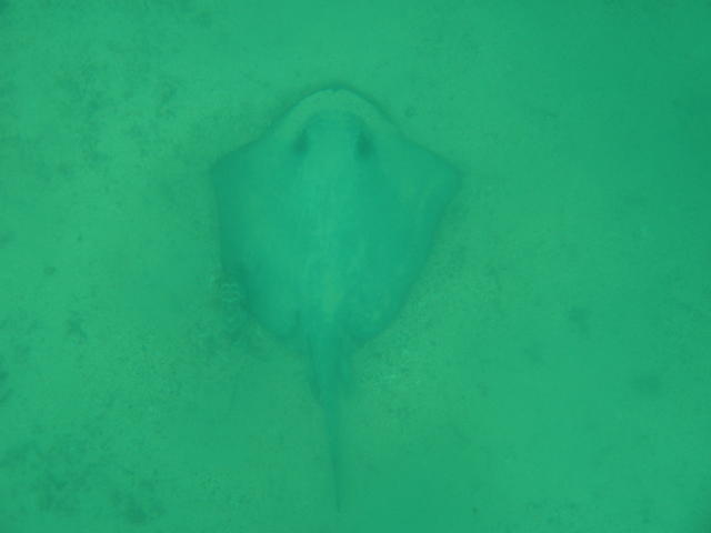 Giant Manta - free image