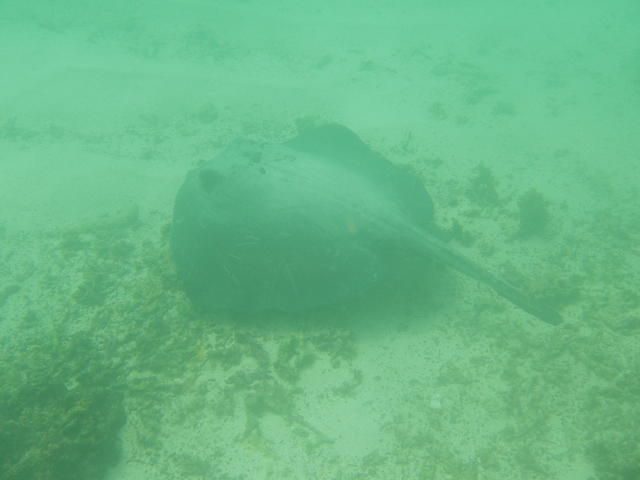 Giant Ray - free image