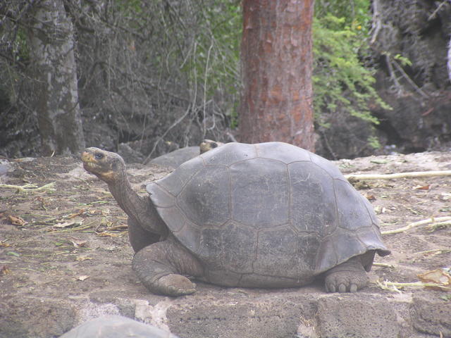 Giant tortoise - free image