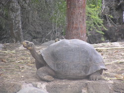 Giant tortoise