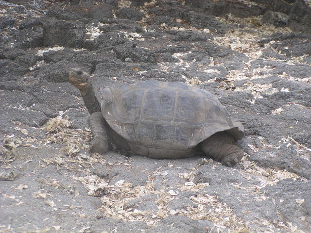 Giant Tortoise - free image