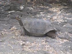 Giant Tortoise