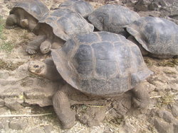 giant  tortoise