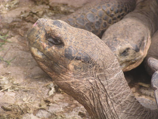 Giant Tortoise - free image